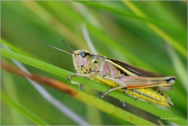 <p>SARANČE MOKŘADNÍ (Stethophyma grossum) --- /Large marsh grasshopper – Sumpfschrecke/</p>